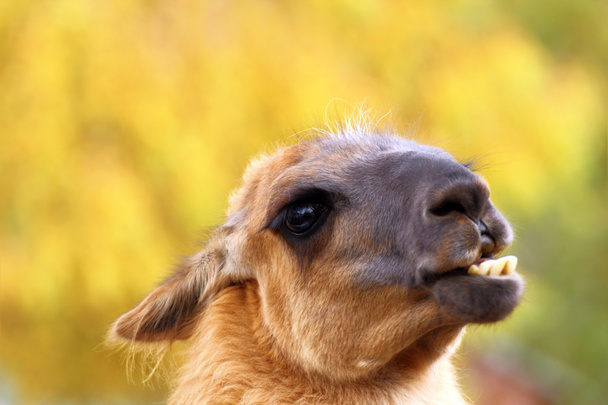 Funny llama - Photo, Image