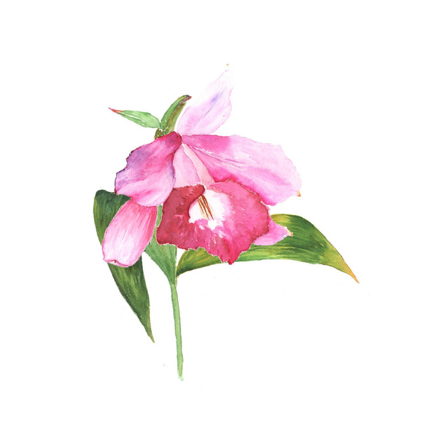 Szkic akwarela, ilustracja z cattleya różowy kwiat na białym tle - Zdjęcie, obraz