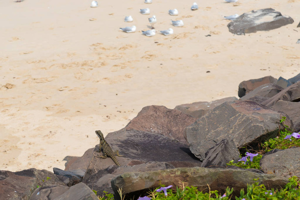 Dragón de agua australiano en playa de arena costera
 - Foto, Imagen