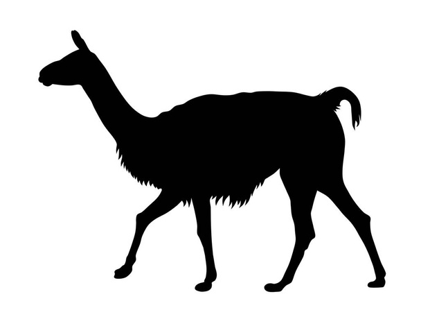 Llama - Vecteur, image