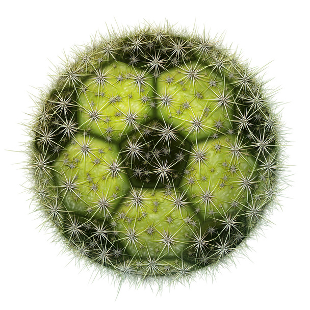 Kaktus jalkapallo pallo pallo
 - Valokuva, kuva