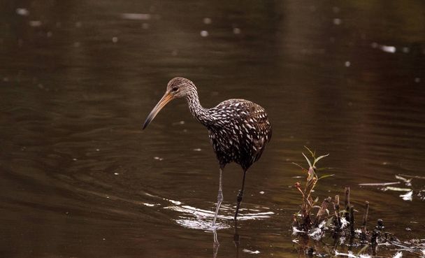 Limpkin wading bird Aramus guarauna - Valokuva, kuva