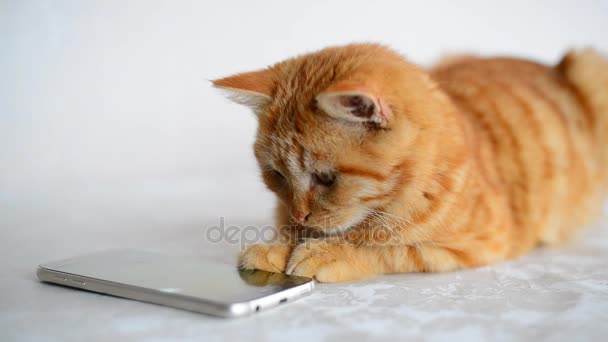 Roodharige katje speelt op smartphone met een spel computermuis - Video
