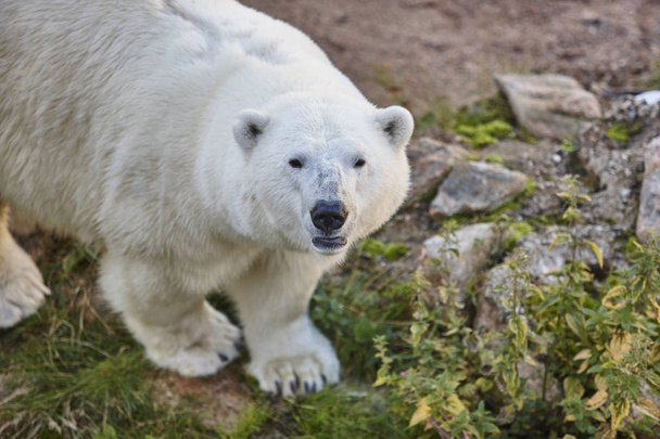 Eisbär in der Wildnis. Tierwelt Hintergrund - Foto, Bild