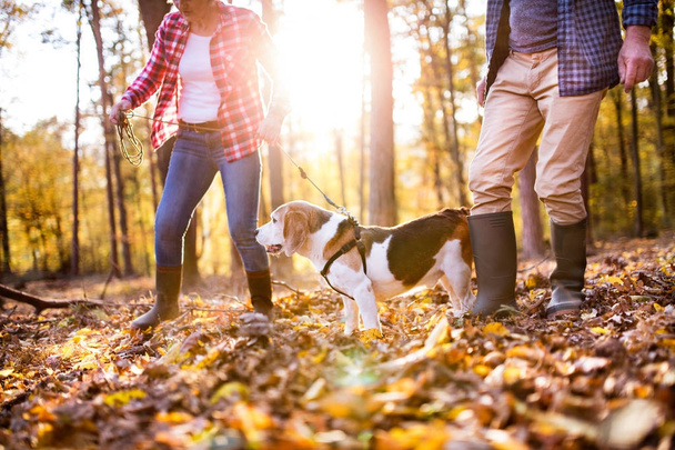 Senior couple with dog on a walk in an autumn forest. - Foto, afbeelding