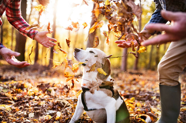Senior couple with dog on a walk in an autumn forest. - 写真・画像