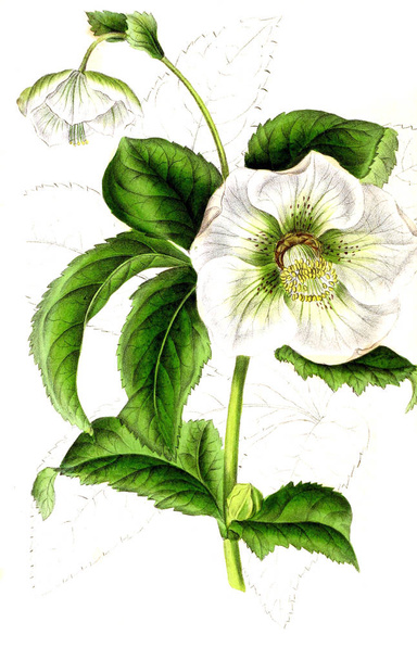 Illustration of palnt. Annales de la Societe royale d'agriculture et de botanique de Gand - Фото, изображение