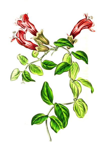 Ilustracja palnt. Annales de la Societe royale d 'agriculture et de botanique de Gand - Zdjęcie, obraz