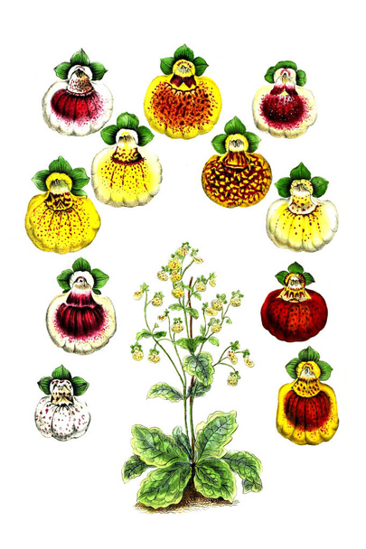 Ilustração de palnt. Annales de la Societe royale d 'agriculture et de botanique de Gand
 - Foto, Imagem