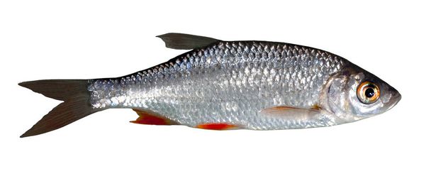 Rudd coop peixe de água doce livre
 - Foto, Imagem