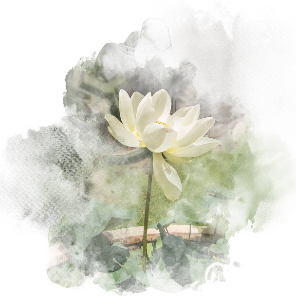Acuarela pintura ilustración de flor de loto
. - Foto, imagen