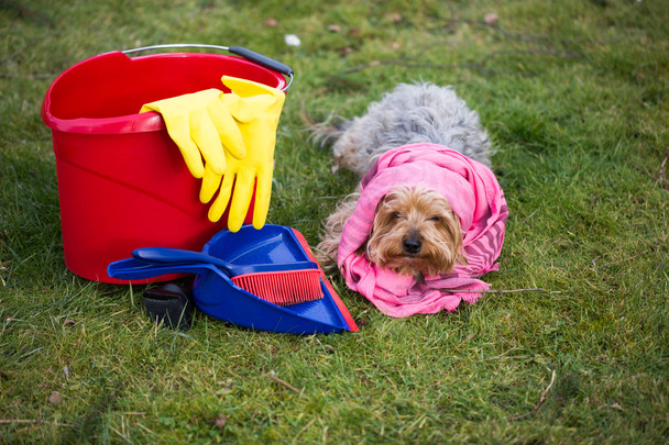 Yorkshire Terrier with bucket and shovel in the meadow, spring c - Photo, Image