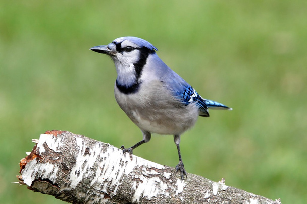 Kék Jay (Corvid cyanocitta)) - Fotó, kép