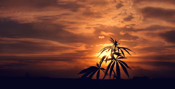 Silhouette von Cannabis auf verschwommenem Hintergrund im hellen Licht des Sonnenuntergangs. Marihuana. Hanf. Cannabis im Sonnenlicht, wie ein guter Hintergrund. ein Cannabisblatt auf verschwommenem Hintergrund. hochwertiges Cannabis - Foto, Bild