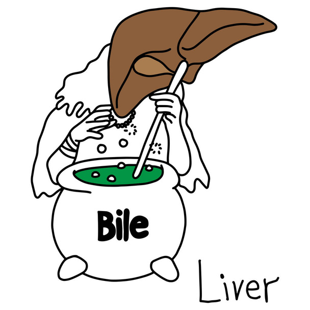 metaphor function of a liver to produce bile vector illustration sketch hand drawn with black lines, isolated on white background. Education Medical concept - Vector, Image
