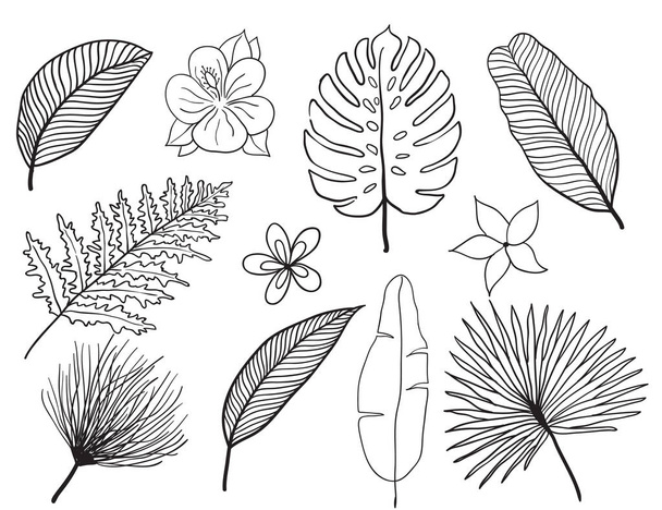 Kézzel rajzolt trópusi levelek silhouette vektor készlet. Állítsa be a levél. Exotikus. Vintage vector-botanikai illusztráció. - Vektor, kép