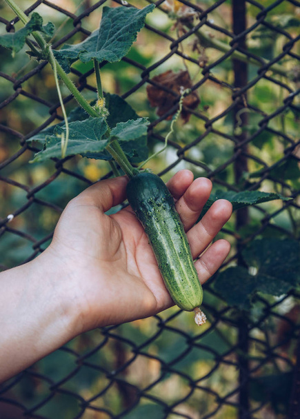 Vrouwenhanden die een biologische komkommer vasthouden, sluit de hand. Rauwe biologische mini babykomkommers klaar om te eten. Ecologische plantaardige groene komkommer. - Foto, afbeelding