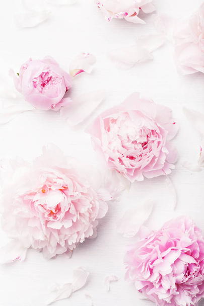 beautiful pink peony flower background - Φωτογραφία, εικόνα