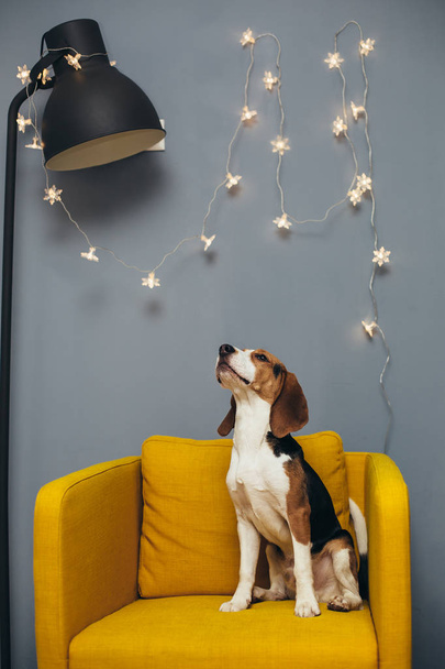 Young beagle sit on yellow chair and look at camera, grey wall with garland and black floor lamp on background - Φωτογραφία, εικόνα