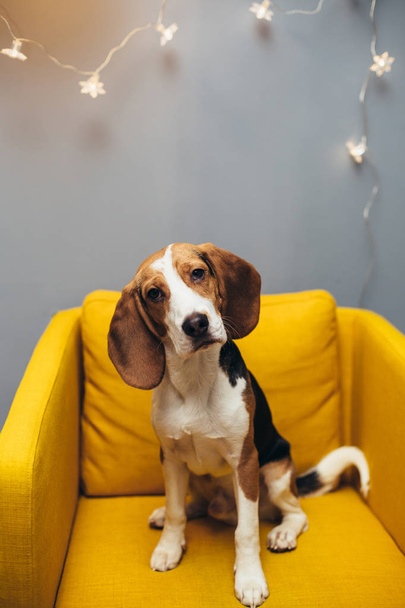 Young beagle sit on yellow chair and look at camera, grey wall with garland on background - Φωτογραφία, εικόνα