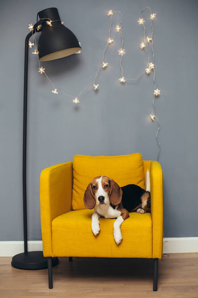 Young beagle sit on yellow chair and look at camera, grey wall with garland and black floor lamp on background - Zdjęcie, obraz