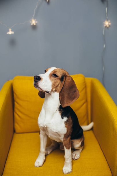 Young beagle sit on yellow chair and look at camera, grey wall with garland on background - Φωτογραφία, εικόνα
