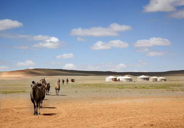 Camel caravane
 - Photo, image