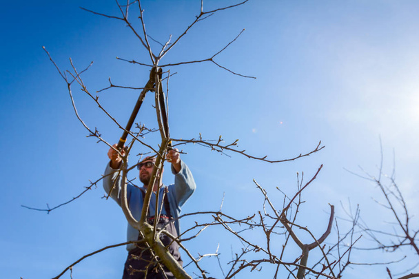 Tuinman is snijden de takken, snoeien fruitbomen met snoeien s - Foto, afbeelding