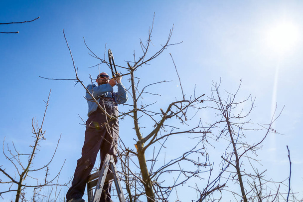 Jardinero está cortando ramas, podando árboles frutales con la poda s
 - Foto, imagen