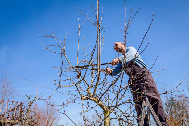 Gärtner schneidet Äste, beschneidet Obstbäume mit Rückschnitt - Foto, Bild