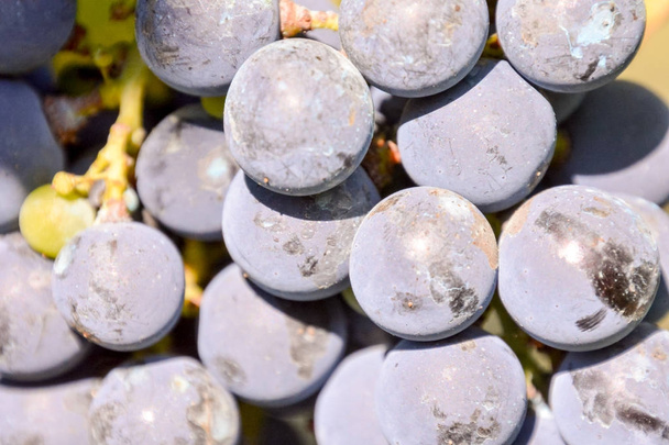 美しいブドウ果実のブドウ畑の写真ワインを生産する準備ができている - 写真・画像