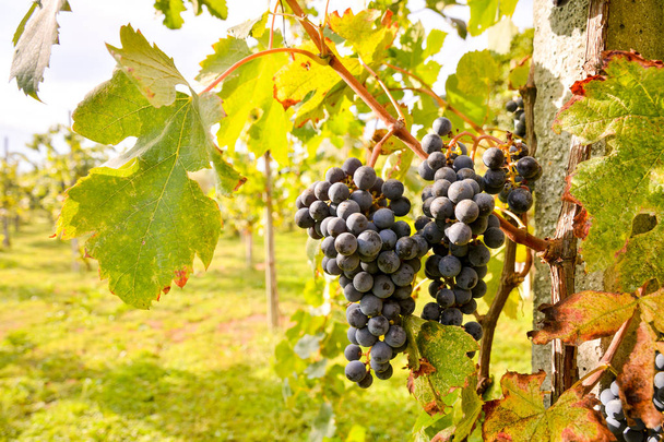 Photo Picture of a Beautiful Grape Fruit Vineyard Ready to Produce Wine - Photo, Image
