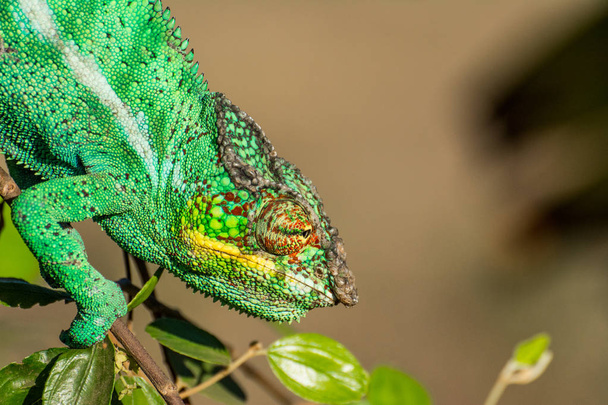 Chameleon pozice - Fotografie, Obrázek