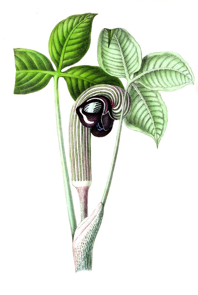Ilustrace palttu. Annales de la Societe royale d 'agriculture et de botanique de Gand - Fotografie, Obrázek