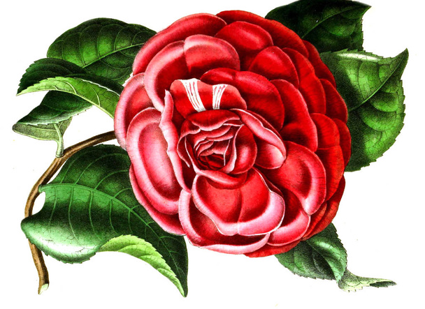 Illustration of palnt. Annales de la Societe royale d'agriculture et de botanique de Gand - Photo, Image