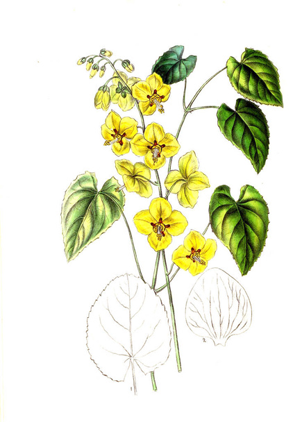 Illustration of palnt. Annales de la Societe royale d'agriculture et de botanique de Gand - Photo, Image