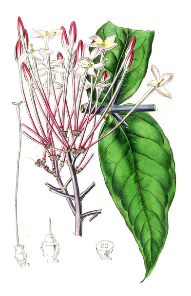 A palnt illusztrációja. Annales de la Societe royale d 'agriculture et de botanique de Gand megye - Fotó, kép