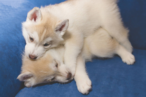 Husky puppies dabble on the couch - Photo, Image