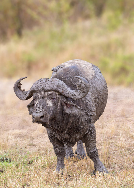 Large Cape Buffalo covered in mud standing in grasslands of Kenya, Africa - Photo, Image