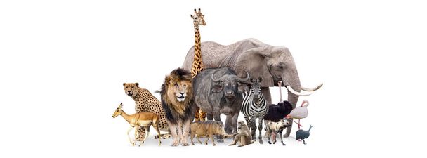 Group of African safari animals together on white header with room for text on both sides - Фото, изображение