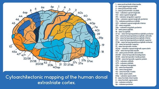 Toewijzing van de cytoarchitectuur van de menselijke dorsale extrastriate cortex. - Vector, afbeelding