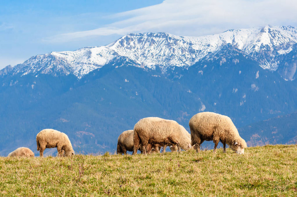 Pestera, Brasov, Rumania: Ovejas libres, pastando en un prado en autu
 - Foto, imagen