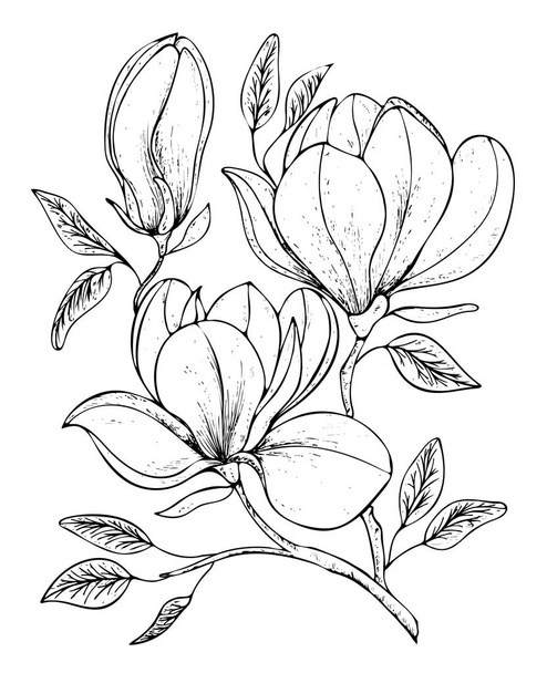 Beautiful background with twig blooming Magnolia. Vector illustration. EPS 10 - Vector, imagen