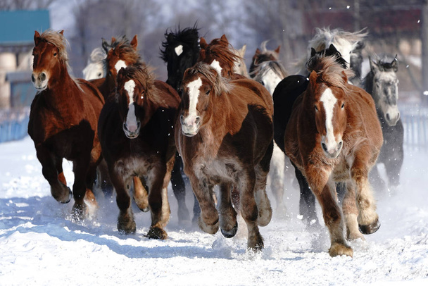 correr caballos en wirner
 - Foto, Imagen