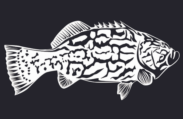 Black grouper on black - Vector, Image