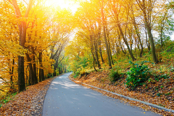 Paisaje luminoso y pintoresco de nueva carretera a través de árboles auttumn con hoja naranja y amarilla caída
 - Foto, imagen