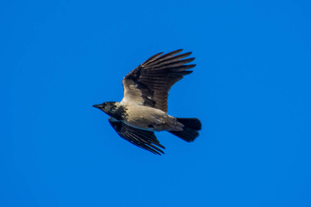 The common raven (Corvus corax) flying. - Photo, Image