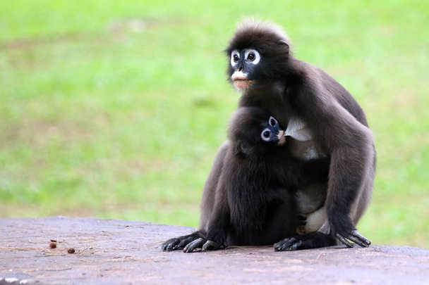 Leaf monkey or Dusky langur is breastfeeding baby selective focu - Photo, Image