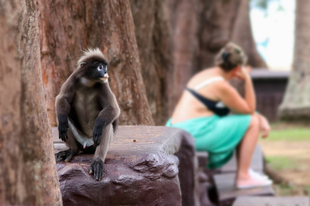 Дика листяна мавпа або похмурий Лангур з туристами розмитий фон
 - Фото, зображення