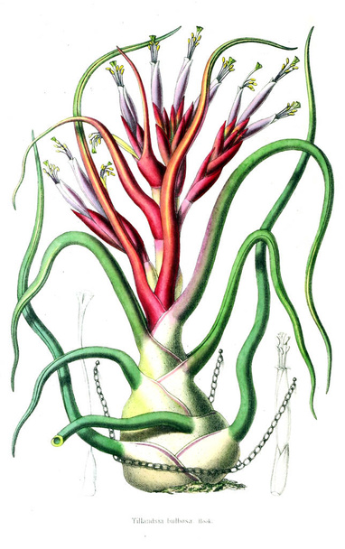Illustration von Palnt. Annales de la Societe royale d 'agriculture et de botanique de Gand - Foto, Bild